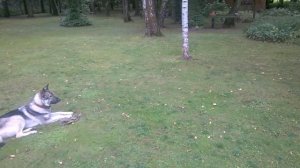 Обучение собаки породы лайка команде "Место"