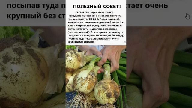 Лук Ничем Не Будет Болеть и Вырастет с Кулак, Если Перед Посадкой Обработать Севок Так! #shorts