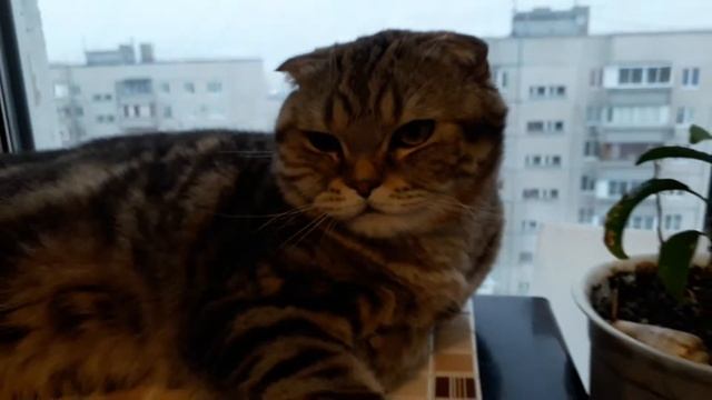 Смешной, спящий кот.)) смотреть онлайн