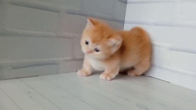 #манчкинкот #манчкин #манчкинфолд #манчкины #манчкинкотята #манчкинята смотреть онлайн