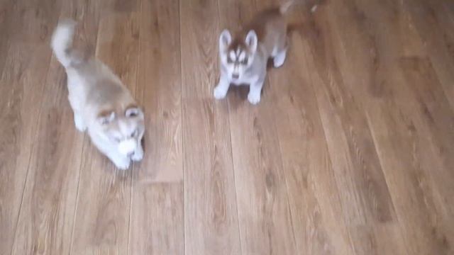 ЩЕНКИ ХАСКИ разносят дом смотреть онлайн