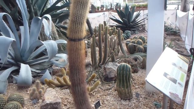 Wisley Garden - Mammillaria Cacti  - Kúlukaktus  - Garðskálaplöntur -  Kaktusar