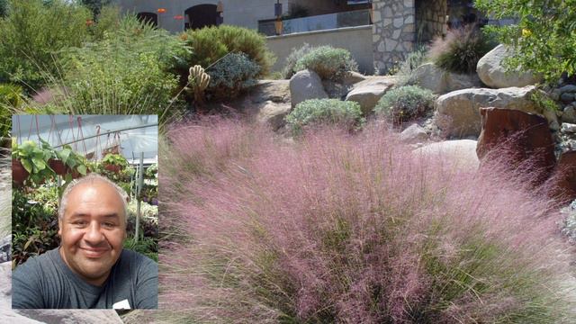 Te contamos TODO sobre MUHLENBERGIA CAPILLARIS la + hermosa. 🌾 смотреть онлайн