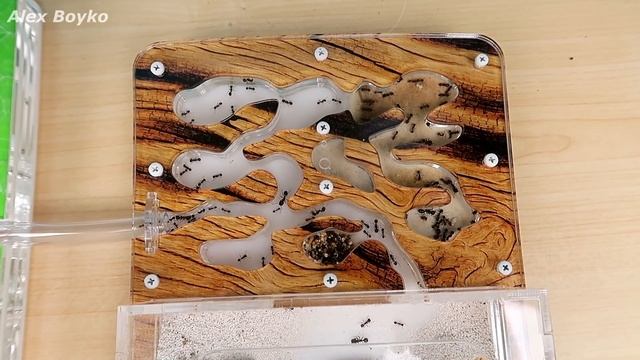 Великое переселение муравьев Жнецов!  Все оказалось не так просто! alex boyko смотреть онлайн