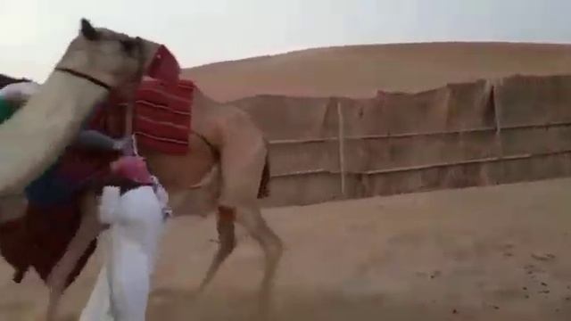 Муж с женой решили покататься на верблюде))) смотреть онлайн