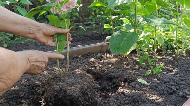 Розовая гортензия сорт Переменчивая.Возраст и размеры.