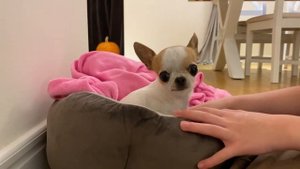 Чихуахуа первый день в новом доме