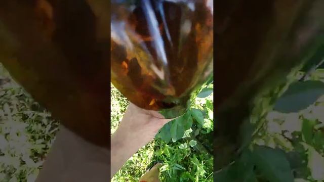 Как собрать вишню, черешню