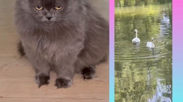 ВОТ ТАКАЯ БЕДА?Проклятый «HAPPYПёс»/Что сказал невролог?#кошкаМотильда ??