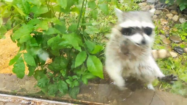 Приколы с енотами!Енот моет стёкла смотреть онлайн