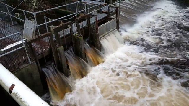 Как форель на нерест идет смотреть онлайн