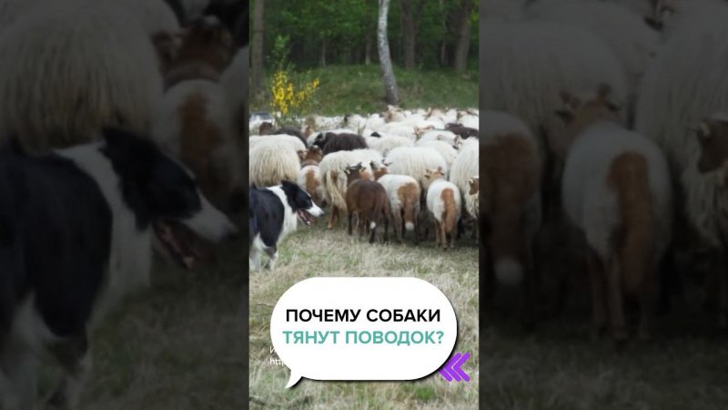 Почему Собака Тянет Поводок? Основные Причины