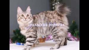 Куцые красавцы, 8 самых известных пород кошек с коротким хвостом