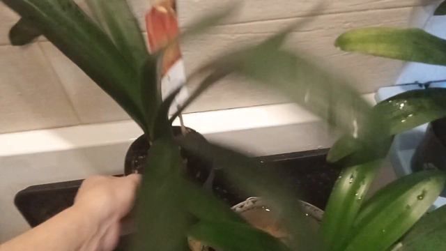 как избавиться от мучнистого червеца на кливиях, подойдет для гиппов, орхидей. смотреть онлайн