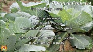 Самое проверенное народное средство от белокрылки на капусте Обработка капусты от вредителе
