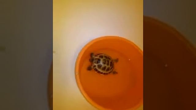 Как мыть сухопутных черепах??? смотреть онлайн