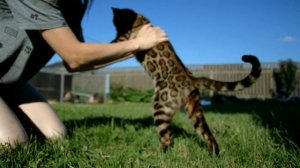 линька бенгалов