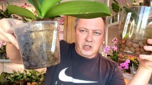 ОЖИВЛЕНИЕ ОРХИДЕЙ АВВА наращивание корней орхидеи и полив в моховом гнезде