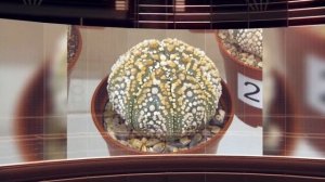 Астрофитум звездчатый комнатный кактус (Astrophytum asterias)