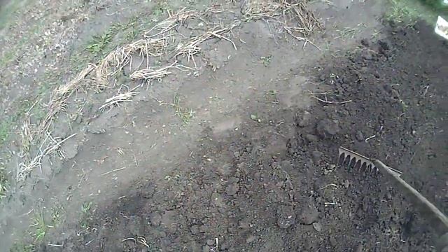 1 Сортовой картофель. Лучшие сорта в средней полосе и за Уралом
