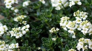 ❀ВЕЧНОЗЕЛЕНЫЕ МНОГОЛЕТНИКИ САДОВЫЕ-ДЕКОРАТИВНЫ ВЕСЬ СЕЗОН!❀