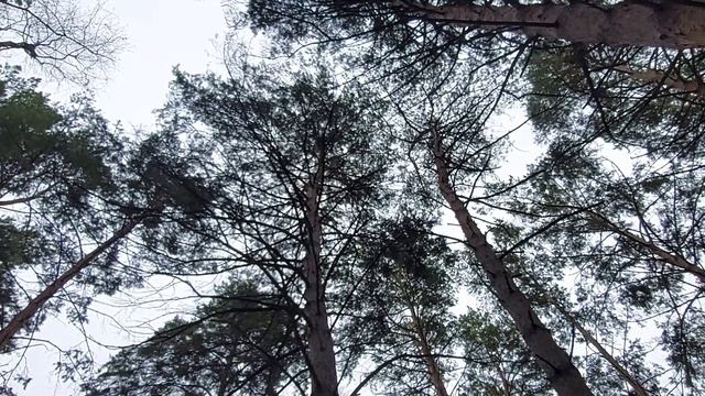 Отель аквапарк Сказка в Чернолучье Омск, территория, еда и развлечения смотреть онлайн