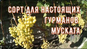 Макдальский. Обзор виноградника Вадима Точилина.