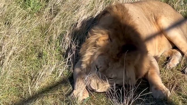 Сын вожака львов привел на кормление свою любовь и переживает чтобы ПАПА-ЛЕВ не увел её! смотреть онлайн