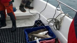 Выгрузка после морской рыбалки на треску. П.Ура-губа, Мурманская область.