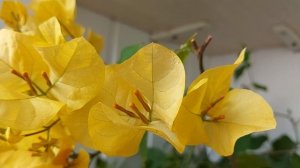 Бугенвиллия GoldenTango