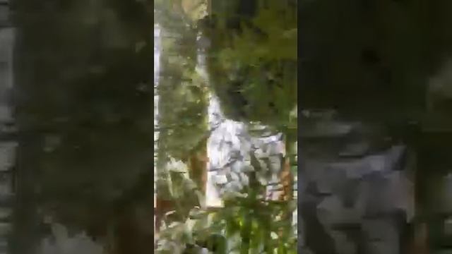 Аспарагус не будет осыпаться!Шортс. смотреть онлайн