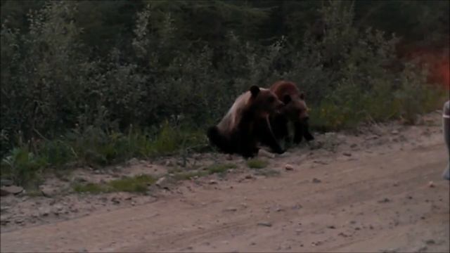 Нашествие медведей смотреть онлайн