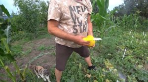 КАРТОШКА ОТЛИЧНАЯ ?ЦЫПЛЯТА ДЛЯ ЧОЛИ ? ПЕРВЫЕ ДЫНИ?
