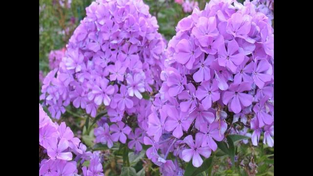 Тринадцать многолетних цветов с фиолетовыми оттенками! смотреть онлайн