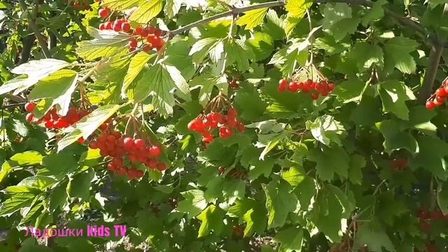 Поздравление с Днем Рождения Дедушка Видео смотреть онлайн