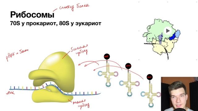 2.38. Рибосомы | Цитология к ЕГЭ | Георгий Мишуровский смотреть онлайн