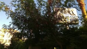 Деревья Турции(Алания) часть 3/Trees of Turkey (Alanya) part 3