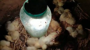 Вывод броллера в инкубаторе Теплуша