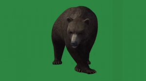 РУССКИЙ МЕДВЕДЬ ХРОМАКЕЙ ФУТАЖ НА ЗЕЛЁНОМ ФОНЕ 2. BEAR GREEN SCREEN, CHROMAKEY FOOTAGE.