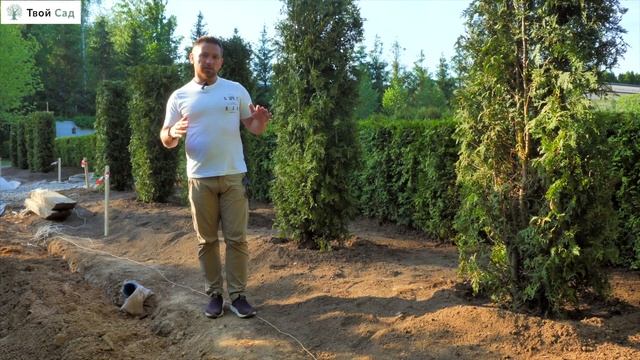 Изгородь из туи блочного типа. Как сэкономить? смотреть онлайн