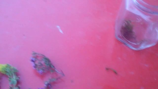 Вечный террариум из разных растений . смотреть онлайн