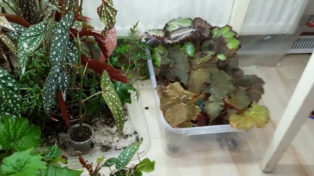 Видовые и гибридные бегонии смотреть онлайн