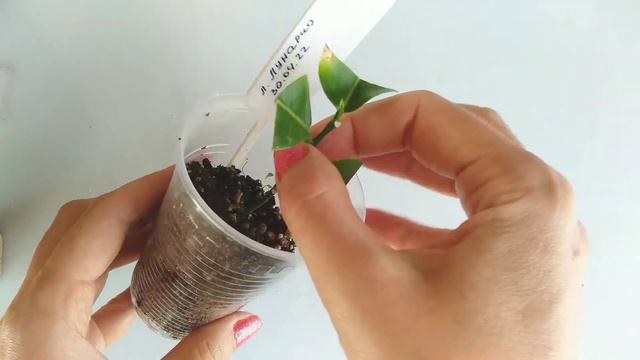 Укоренение черенков лимона. Укоренение в перлите