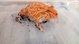Рогатая лягушка ест кальмара / Frog eats squid