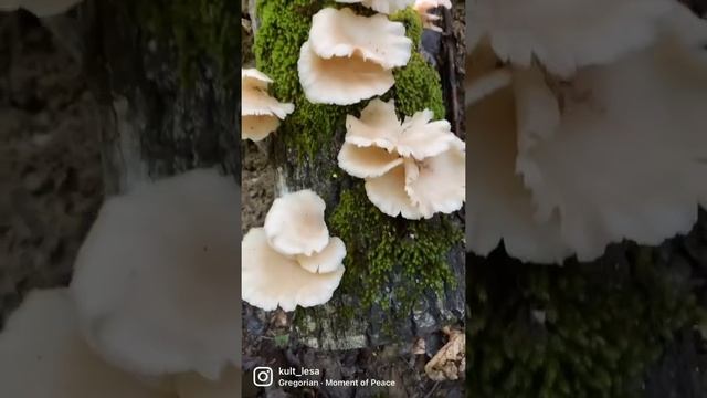 Вешенка лёгочная