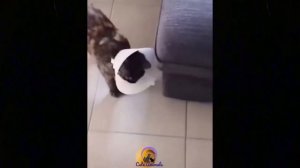 Top Funny Cat Videos Of The Weekly | Best Funny Cat Videos 2021 | by Cute Animal