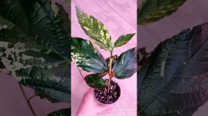 Фикус Эректа