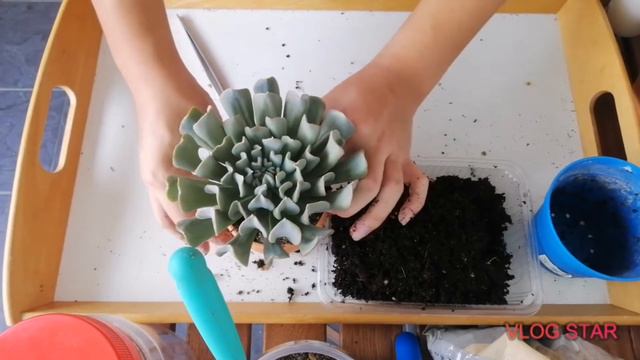 Potting up a big Echeveria Topsy Turvy with me смотреть онлайн