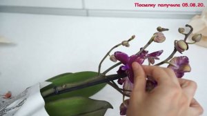 Интригующая ПОСЫЛКА с ОРХИДЕЕЙ - мечтой!!!