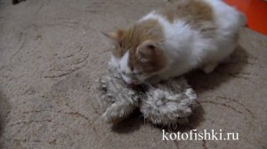 Кот вцепился в мягкую игрушку, рычит, не отдает  :) |The kitten does not want to share the cat-toy